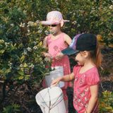 Blueberry Festival