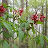 Free Tree ReLeaf