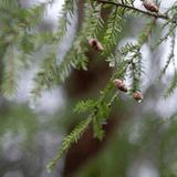 Woodland Walk