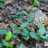Project ReWild