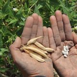 Traditional O’odham Agriculture