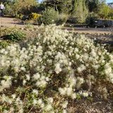 Healing Herb Walk