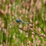 Family Dragonfly Activities and Art with Pima County Conservation Lands and Resources