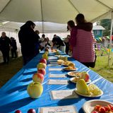 Apple Tasting
