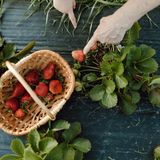 Pick Your Own Strawberries