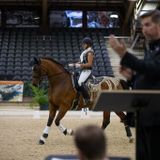 Divertimentos & Dressage