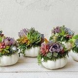 Living Succulent Pumpkin Arrangement