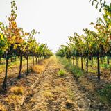 Piedmont Food & Wine Tour