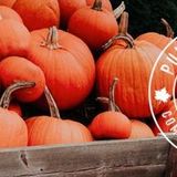 Pumpkins are Coming Soon!