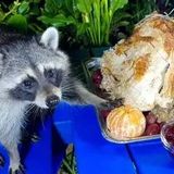 Thanksgiving