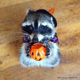 Free Halloween Party