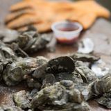 OYSTER ROAST & BLUEGRASS with Pelican Oysters