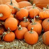 Fall Festival