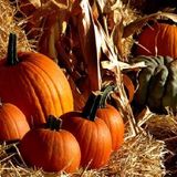 Harvest Night