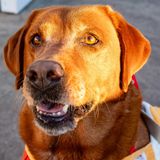 Bark in the Park