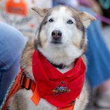 Bark in the Park