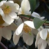 PLT Premiere: Top Ten Plants for the Next 50 Years