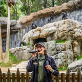 Chimp Chat