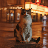CatVideoFest