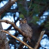Owl Prowl