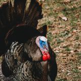 Turkey Tales and Trails Broadmoor Wildlife Sanctuary