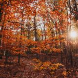 What's In Season: A Naturalist's Guide to Broadmoor Broadmoor Wildlife Sanctuary
