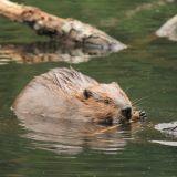 Busy Beavers by the Boardwalk