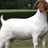 Labor Day Classic Boer Goat Sale