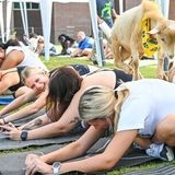 Goat Yoga