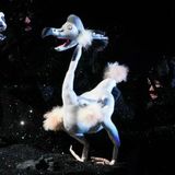 Wakka Wakka: Dead as a Dodo