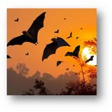 Discover Nature: Bats & Brews
