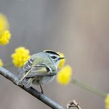 Ozark Rivers Audubon: Yoga at the Nature Center