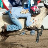 Mutton Bustin
