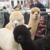 Alpaca