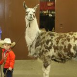 Llama
