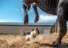 Stock Dogs