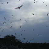 Bats: Heroes of the Night