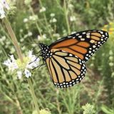 Nature Meditation Walk