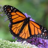 Monarch Butterfly Tagging