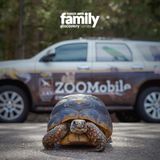 Family Discovery Series: ZOOMobile