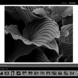 WORKSHOP: Digital Workflow Basics - Adobe Lightroom (September Session)