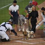 Bark in the Park with Somerset Patriots