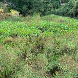 Fletcher Park Water Garden Restoration Meeting