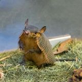 Ambassador Animal Behind-the-Scenes Experience