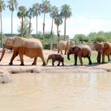 Specialty Behind-the-Scenes – Elephant