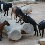 Goat Behind-the-Scenes Experience