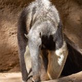 Anteater Behind-the-Scenes Experience