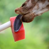 Animal Care and Nutrition Behind-the-Scenes Experience