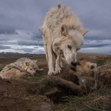 Wolves
