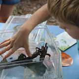 BugFest